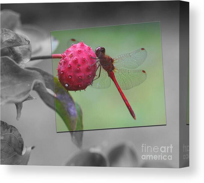 Animal Canvas Print featuring the photograph Red Dragonfly On Black And White by Smilin Eyes Treasures