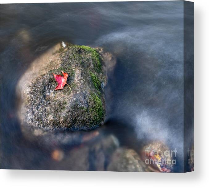 Art Canvas Print featuring the photograph Red Leaf by Phil Spitze