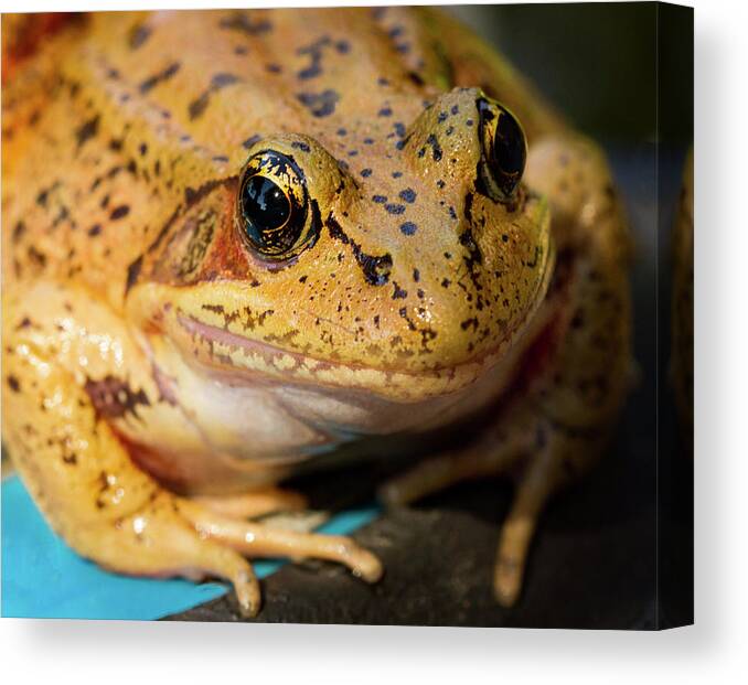 Jean Noren Canvas Print featuring the photograph Red Leg Frog by Jean Noren