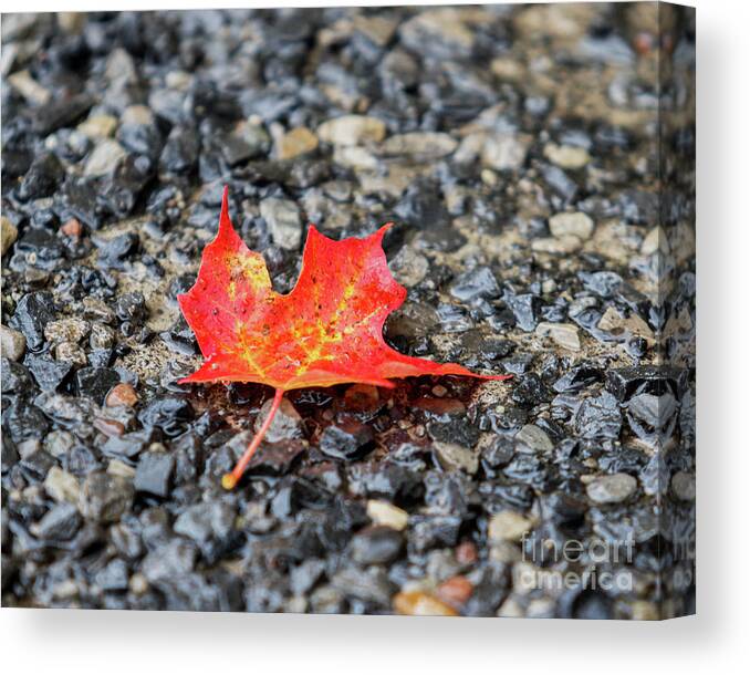 Maple Canvas Print featuring the photograph Red Maple by Phil Spitze