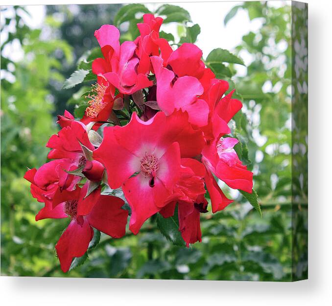 Rose Canvas Print featuring the photograph Red roses by Ellen Tully