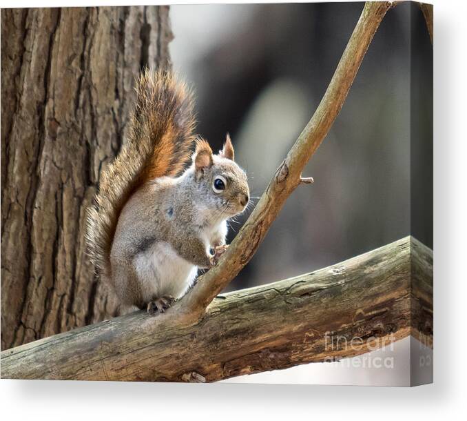 Squirrel Canvas Print featuring the photograph Red Squirrel by Phil Spitze