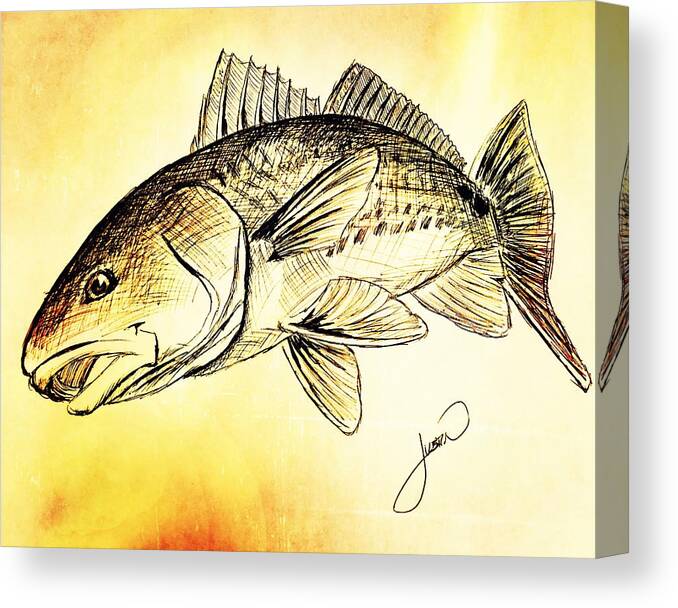 Redfish Sketch Canvas Print / Canvas Art by Justin Creel - Fine Art America