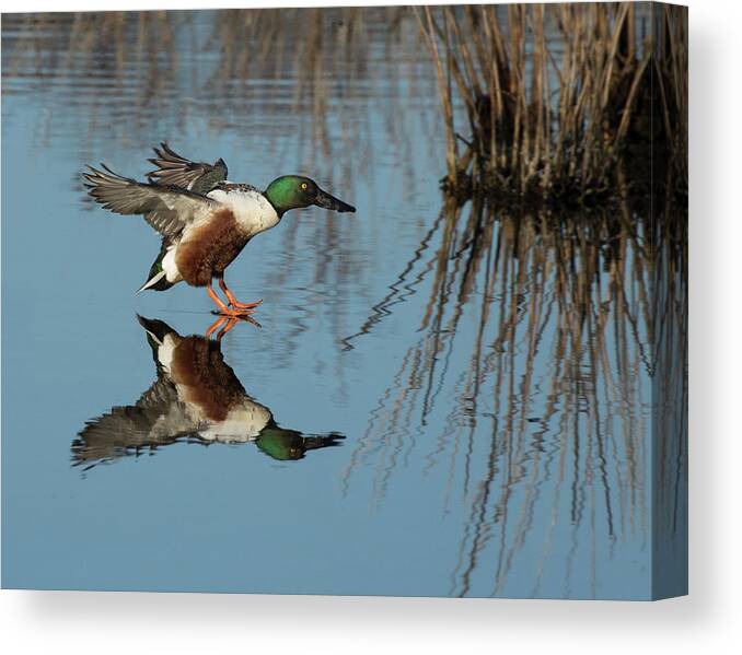 Duck Canvas Print featuring the photograph Reflection Connection by Art Cole