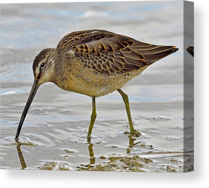 Long-billed Dowitcher Canvas Print featuring the photograph Refueling by Tony Beck
