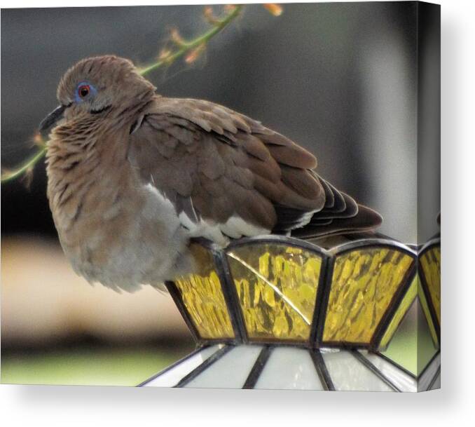 Bird Canvas Print featuring the photograph Resting Dove by Michael Dillon