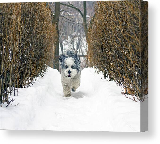 Winter Canvas Print featuring the photograph Ripley's Run by Keith Armstrong