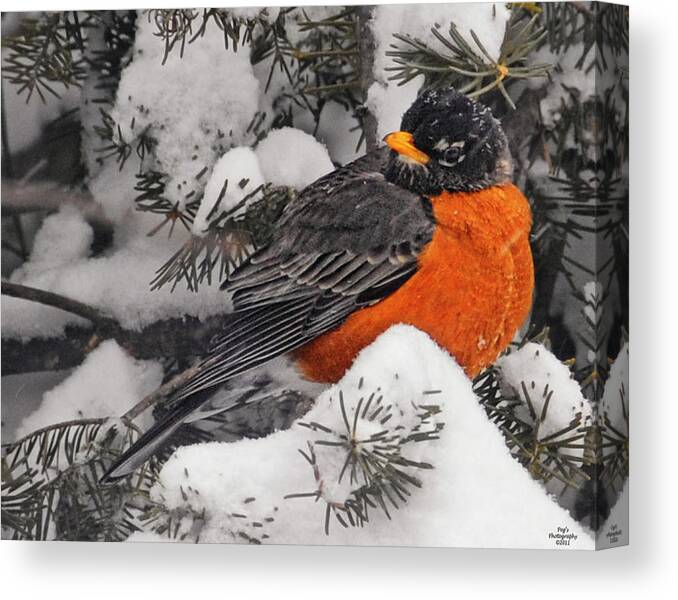 Robin Canvas Print featuring the photograph Robin in March Snowstorm in Michigan by Peg Runyan