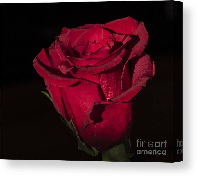 Flower Canvas Print featuring the photograph Romantic Rose by Joann Long