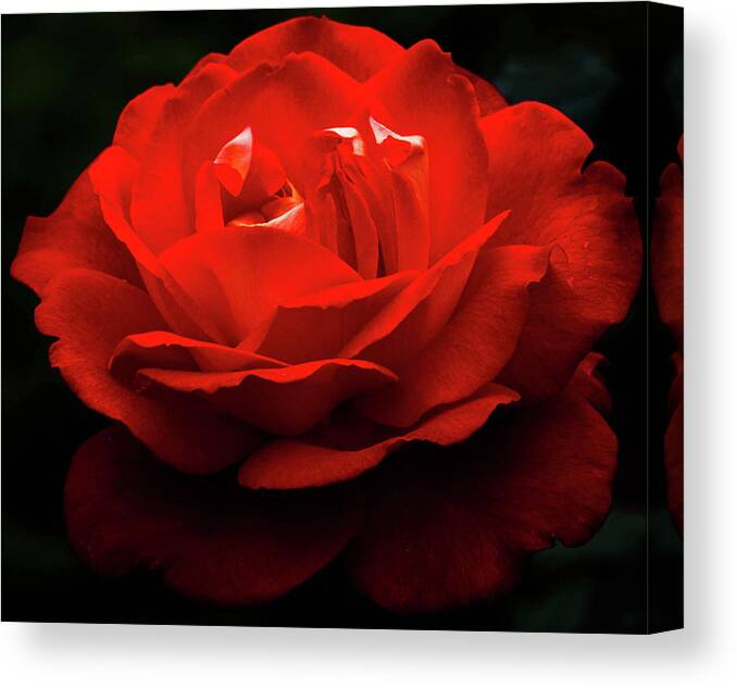 Rose Canvas Print featuring the photograph Rose of Bern by Carrie Hannigan