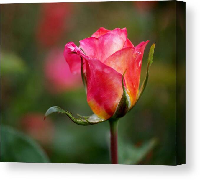 Rosebud Canvas Print featuring the photograph Rosebud by Rona Black