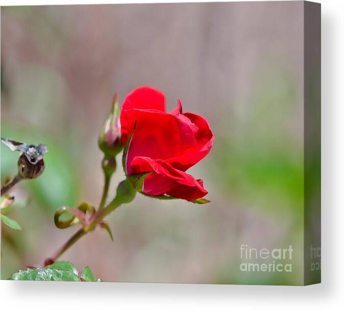 Rose Canvas Print featuring the photograph Roses Are Red by Kerri Farley