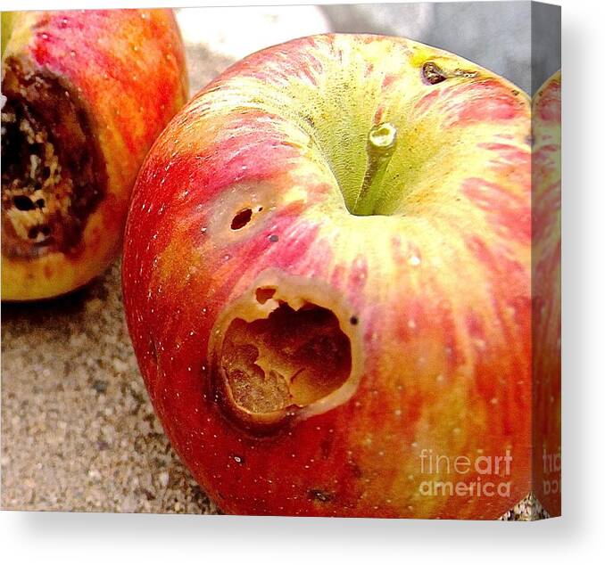 Apple Canvas Print featuring the photograph Rotten Apples by Elisabeth Derichs
