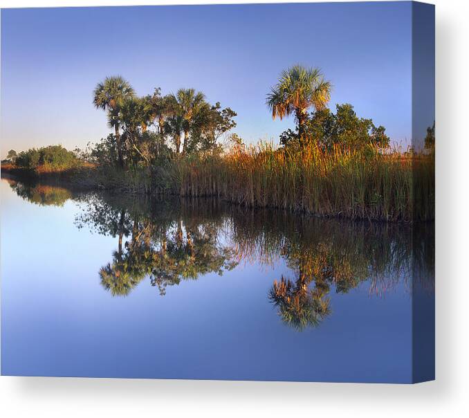 00175775 Canvas Print featuring the photograph Royal Palm Trees And Reeds by Tim Fitzharris