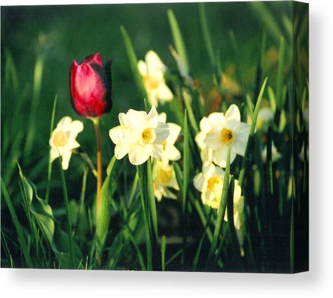 Tulips Canvas Print featuring the photograph Royal Spring by Steve Karol