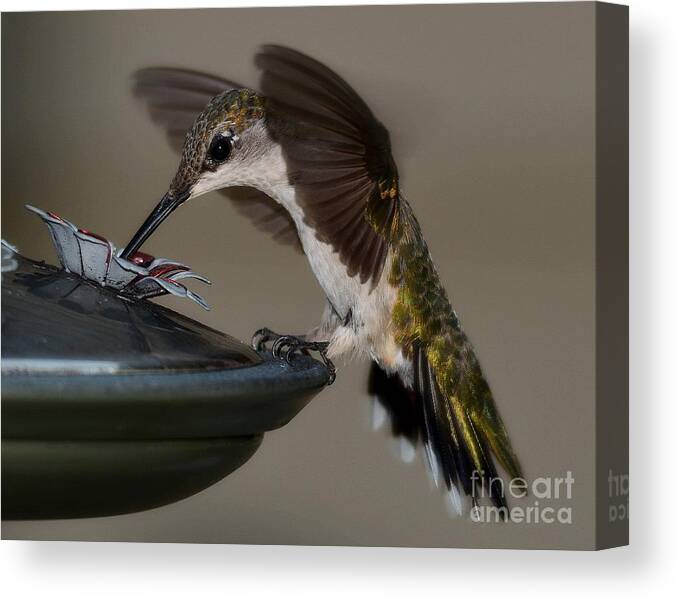 Birds Canvas Print featuring the photograph Ruby - Throated Hummingbird by Steve Brown