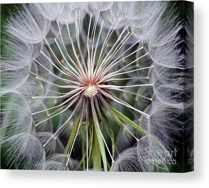 Salsify Canvas Print featuring the photograph Salsify by Natalie Dowty