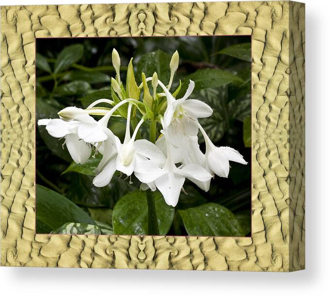 Nature Photos Canvas Print featuring the photograph Sandflow Lilies by Bell And Todd