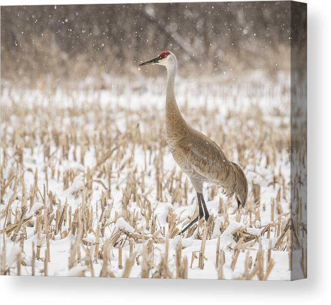 Sandhill Crane Canvas Print featuring the photograph Sandhill Crane 2016-3 by Thomas Young