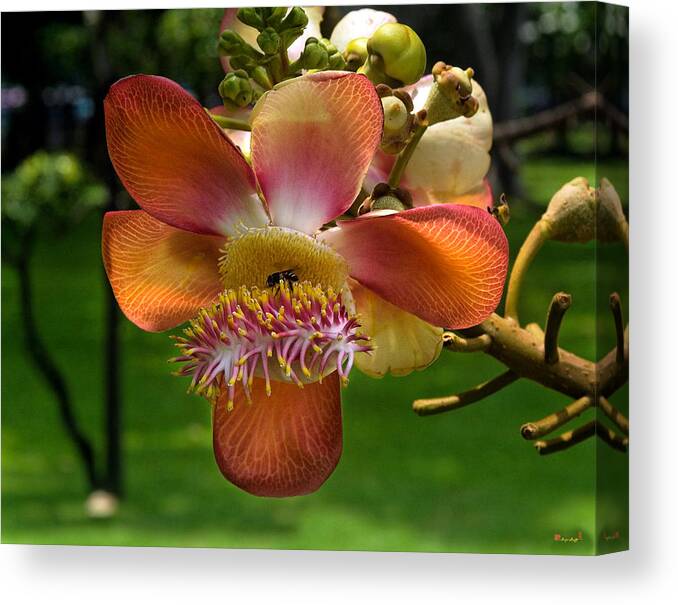 Scenic Canvas Print featuring the photograph Sara Tree Flower DTHB104 by Gerry Gantt