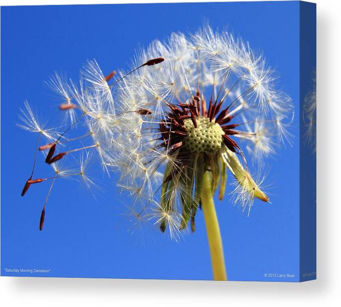 Blue Canvas Print featuring the photograph Saturday Morning Dandelion by Larry Beat