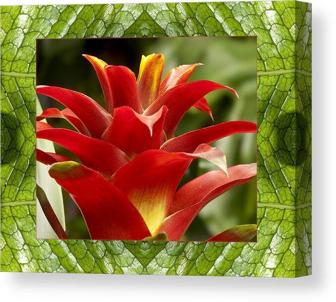 Nature Photos Canvas Print featuring the photograph Scarlet Cheer by Bell And Todd