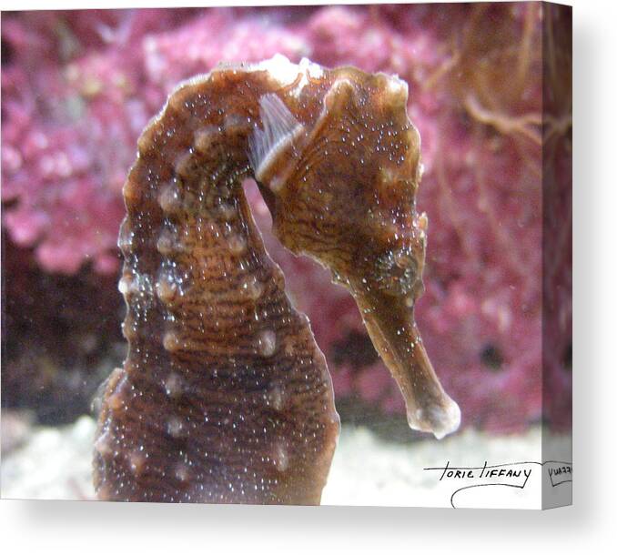 Faunagraphs Canvas Print featuring the photograph Seahorse2 by Torie Tiffany
