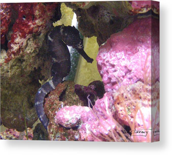 Faunagraphs Canvas Print featuring the photograph Seahorse3 by Torie Tiffany