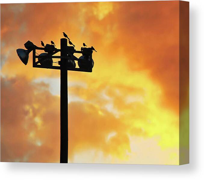 Birds Canvas Print featuring the photograph Season Over by Scott Cordell