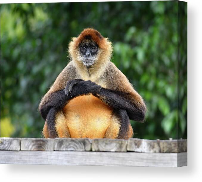 Monkey Canvas Print featuring the photograph Seated Gibbon by Artful Imagery