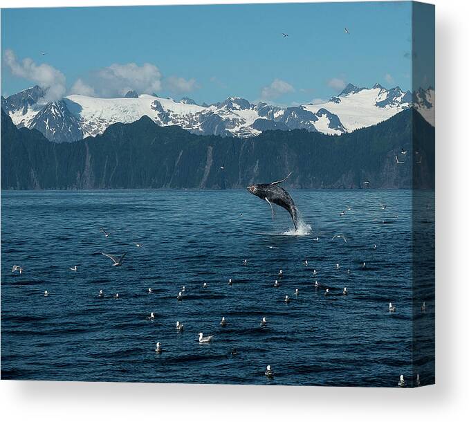 Alaska Canvas Print featuring the photograph Seward Whale Breach by Ian Johnson