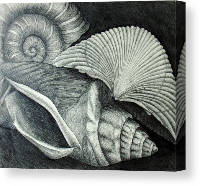 Shells Canvas Print featuring the drawing Shells by Nancy Mueller