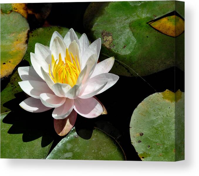 Water Lily Canvas Print featuring the photograph Single White Water Lily by Marion McCristall