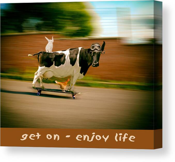 Poster Canvas Print featuring the photograph Skateboarding cow and pals by James Bethanis