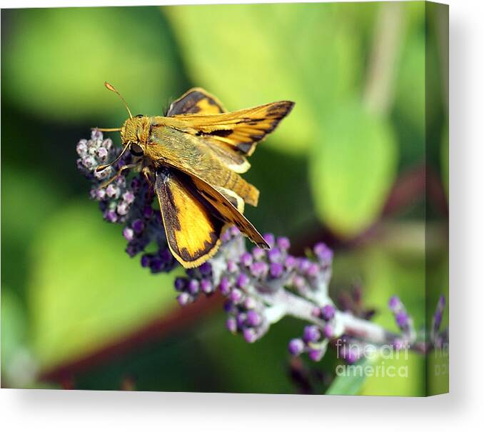 Skipper Canvas Print featuring the photograph Skipper Butterfly by Rex E Ater