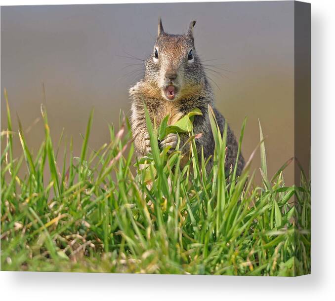Squirrel Canvas Print featuring the photograph Slack-jawed squirrel by Matt MacMillan