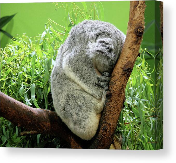 Koala Canvas Print featuring the photograph Sleeping Koala Bear by Cathy Harper