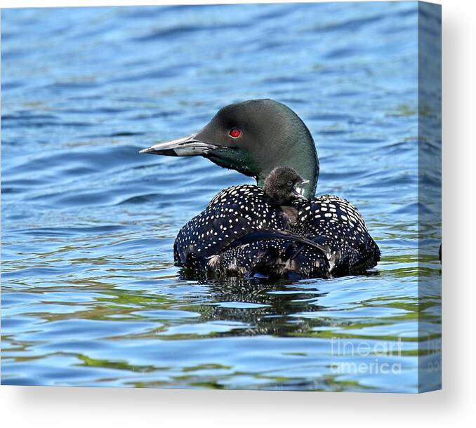 Loon Canvas Print featuring the photograph Sleepy time baby loon by Heather King