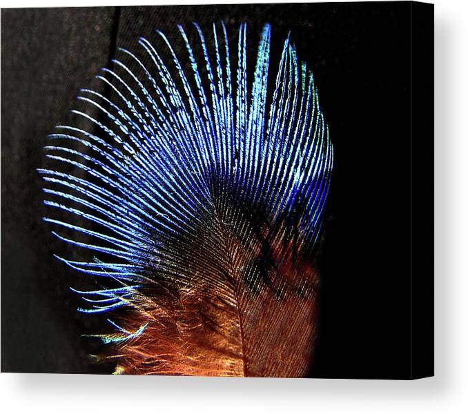 Feather Canvas Print featuring the photograph Small Peacock Feather by Helaine Cummins