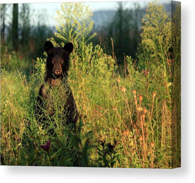 Douglas Mcpherson Photography Canvas Print featuring the photograph Smoky Mountain Staredown by Doug McPherson