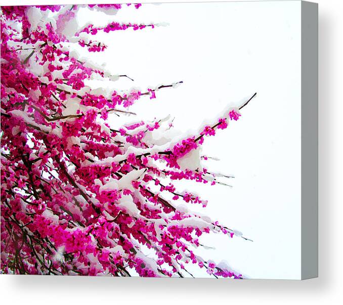 Susan Vineyard Canvas Print featuring the photograph Snow Blossoms by Susan Vineyard