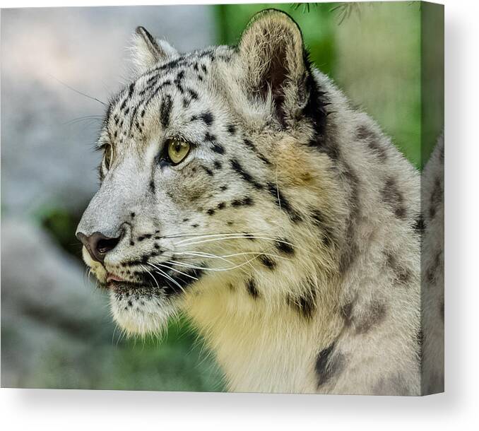 Snow Leopard Canvas Print featuring the photograph Snow Leopard Portrait by Yeates Photography