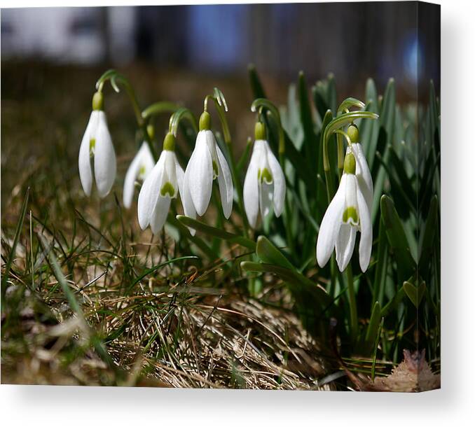 Richard Reeve Canvas Print featuring the photograph Snowdrops I by Richard Reeve