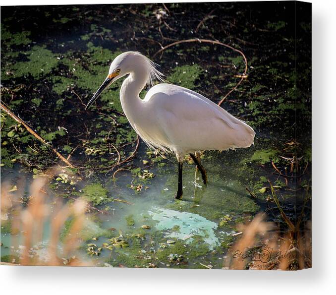 Wildlife Canvas Print featuring the photograph Snowy Egret II by Steph Gabler
