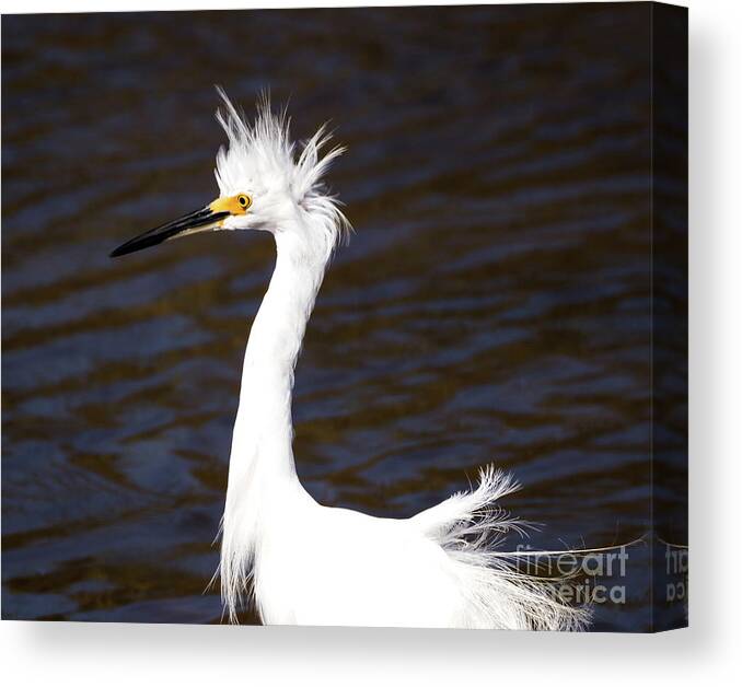 Nature Canvas Print featuring the photograph Snowy Egret Having a Bad Feather Day by DB Hayes
