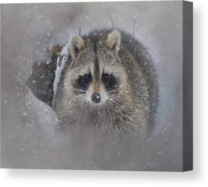 Adorable Canvas Print featuring the photograph Snowy Raccoon by Teresa Wilson
