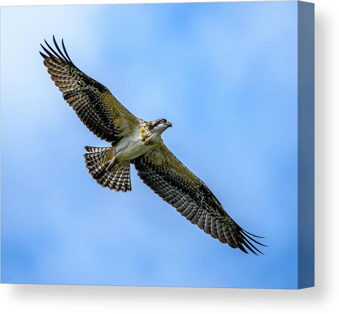 Osprey Canvas Print featuring the photograph Soaring High by Jerry Cahill