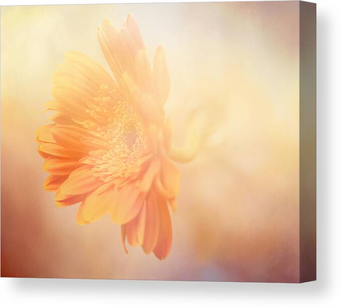 Flower Canvas Print featuring the photograph Softly Bloom by Toni Hopper