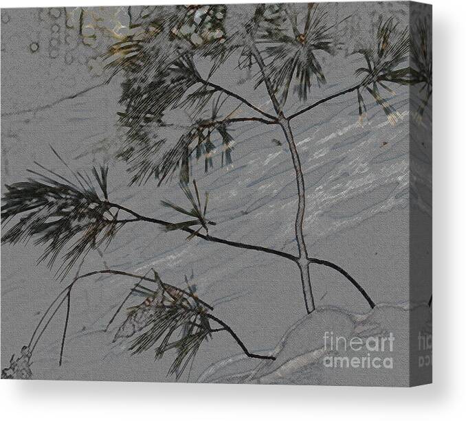 White Pine In Snow Canvas Print featuring the photograph Solitary Life by Scott Heister