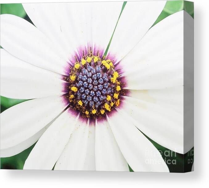 White Canvas Print featuring the photograph Soprano White by Phil Spitze